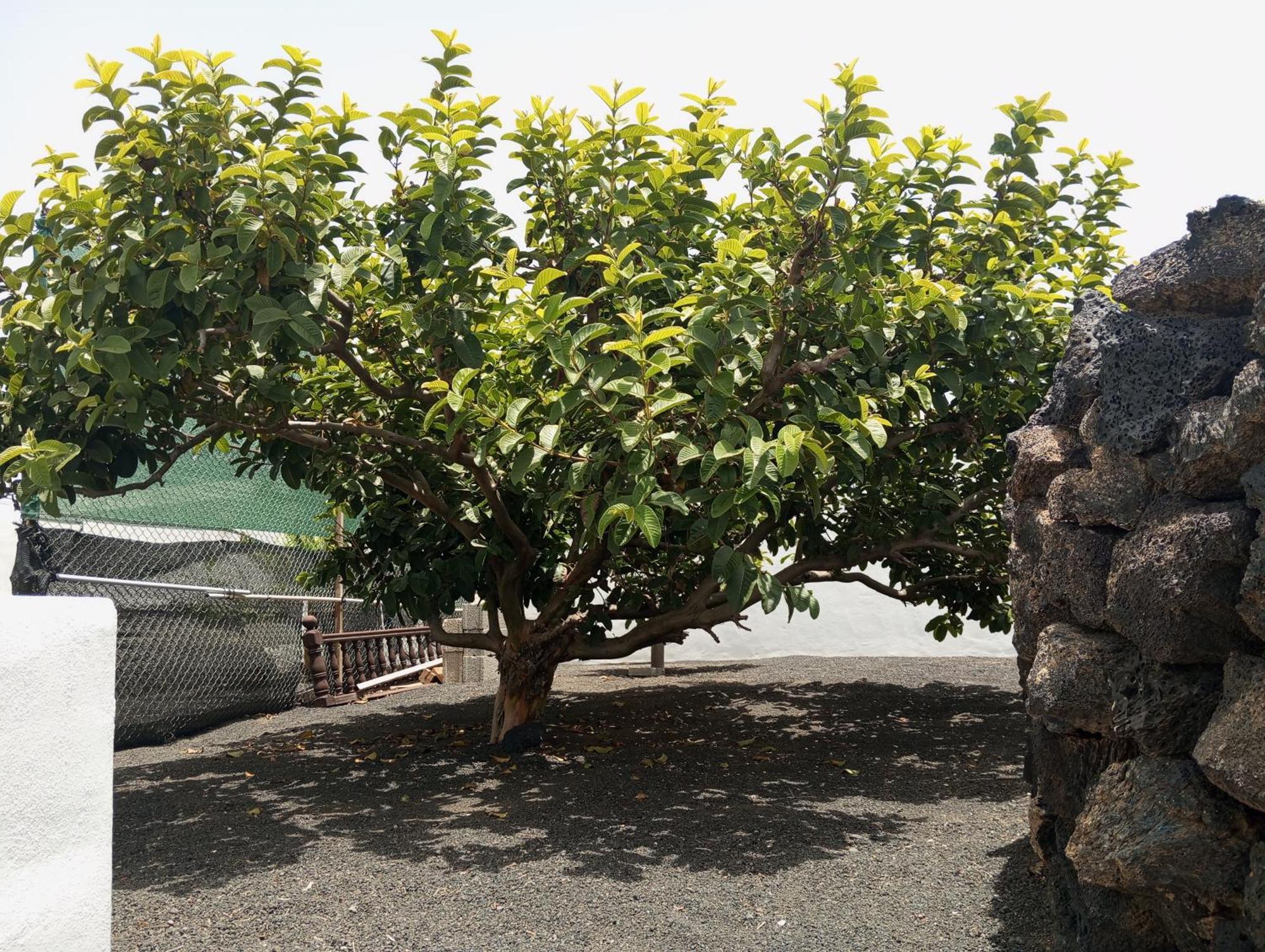 Casa Siempreviva Villa Teguise  Eksteriør bilde